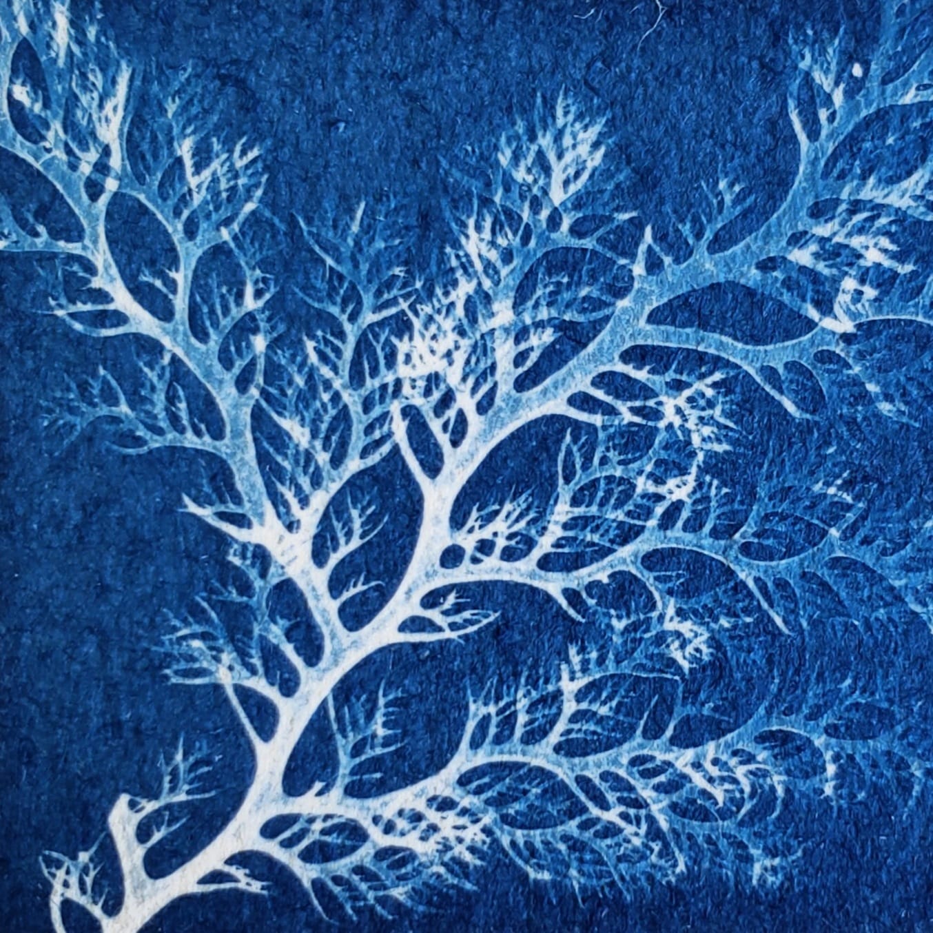 Exposition : Cyanotypes « poético-botaniques »